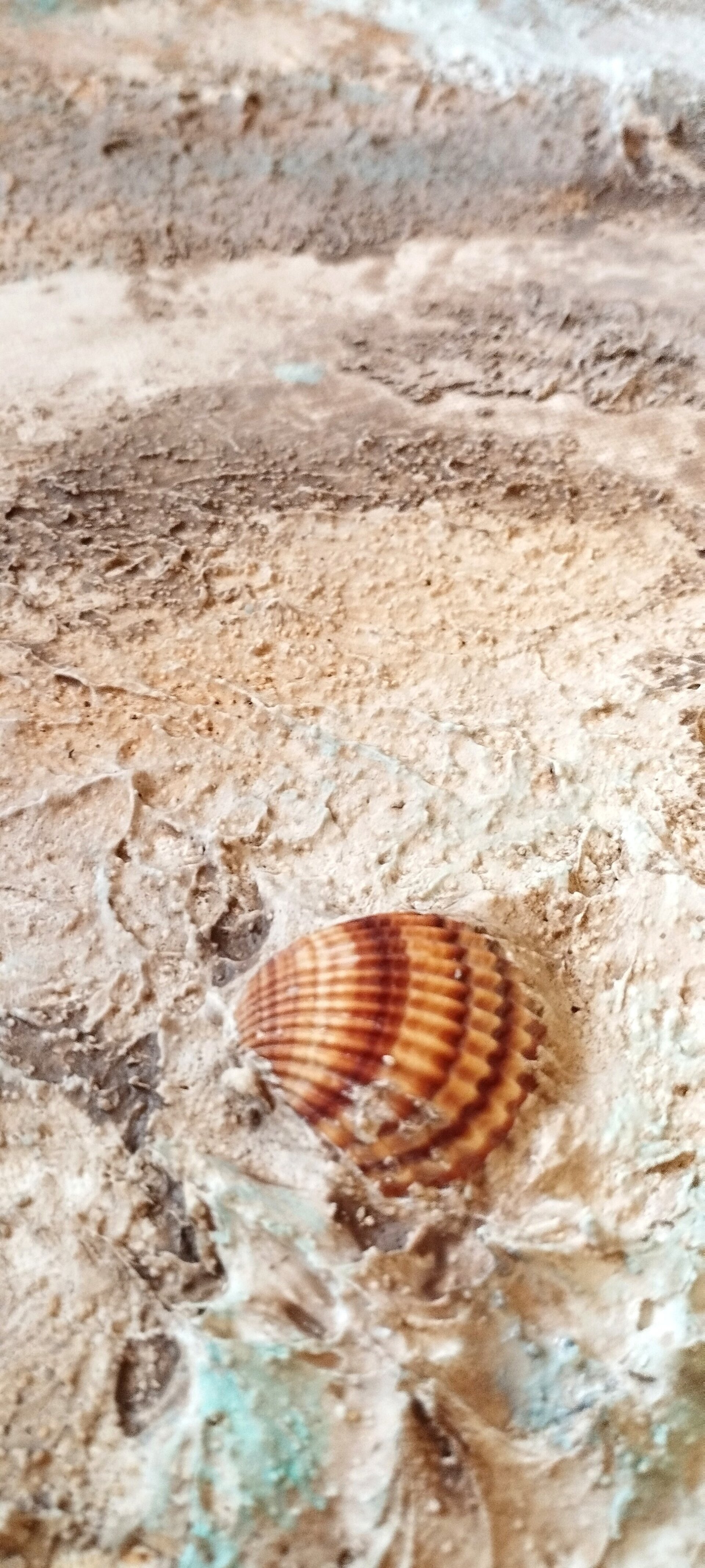 Desde la Horilla del Mar - 6